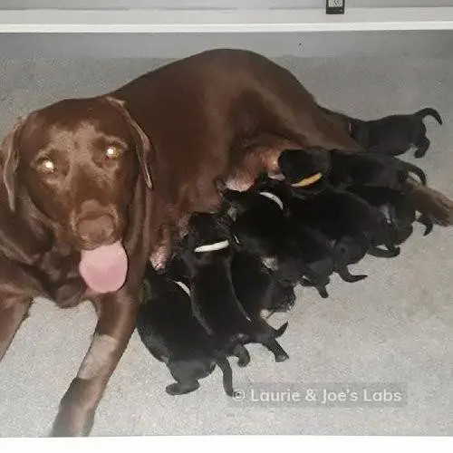 Brownie litter 2019-06-22 01